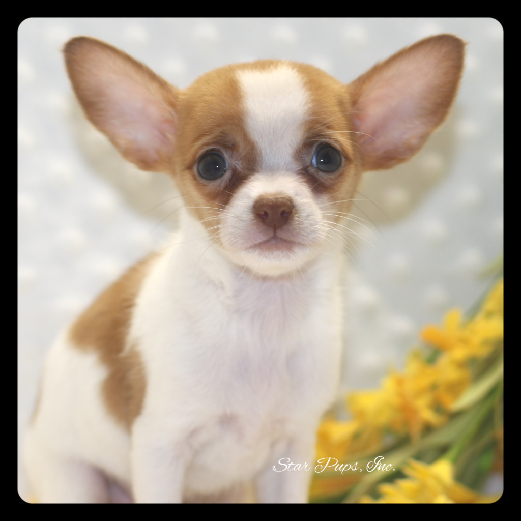 Chihuahua F Fawn/White – Sold | Star Pups
