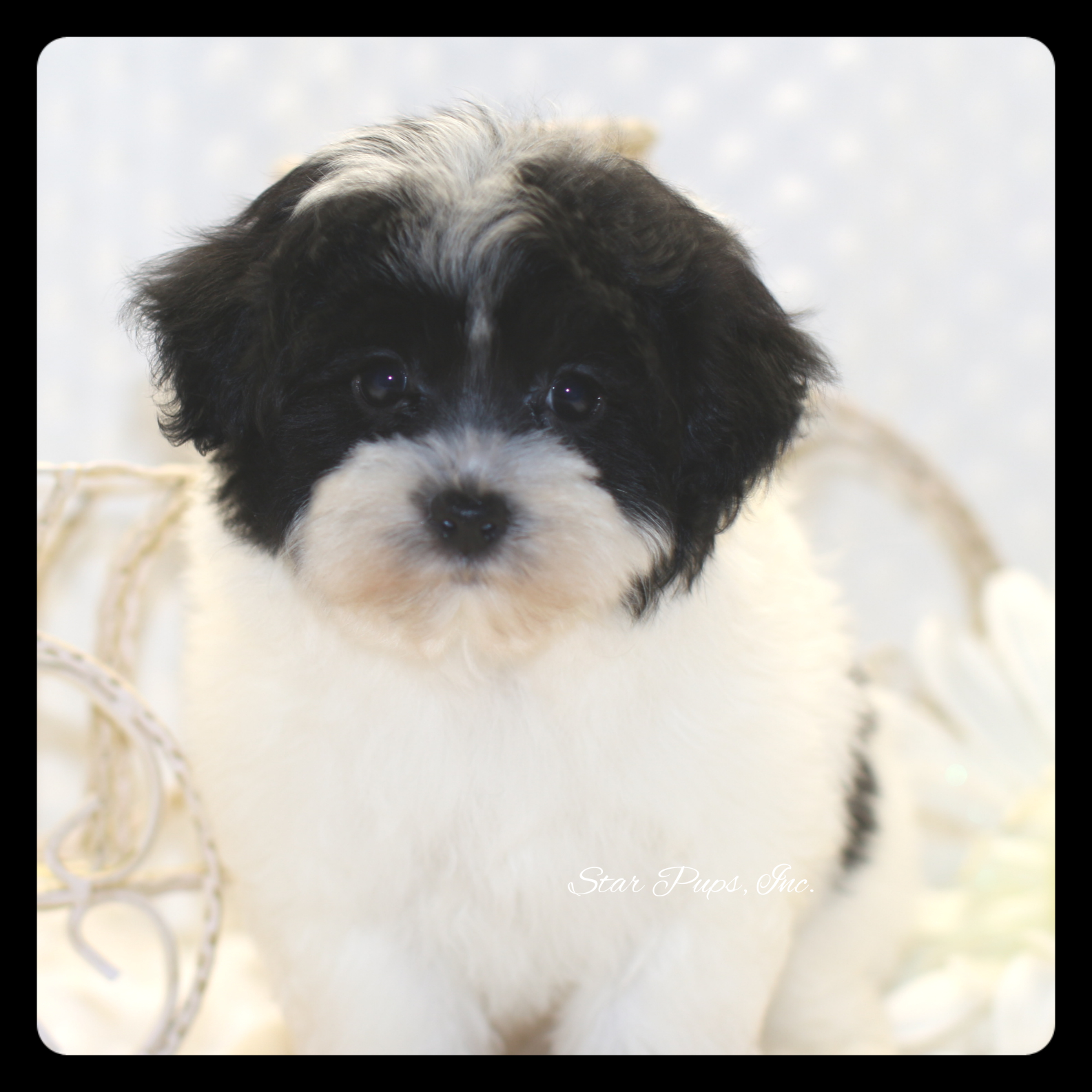 black and white shih poo puppies