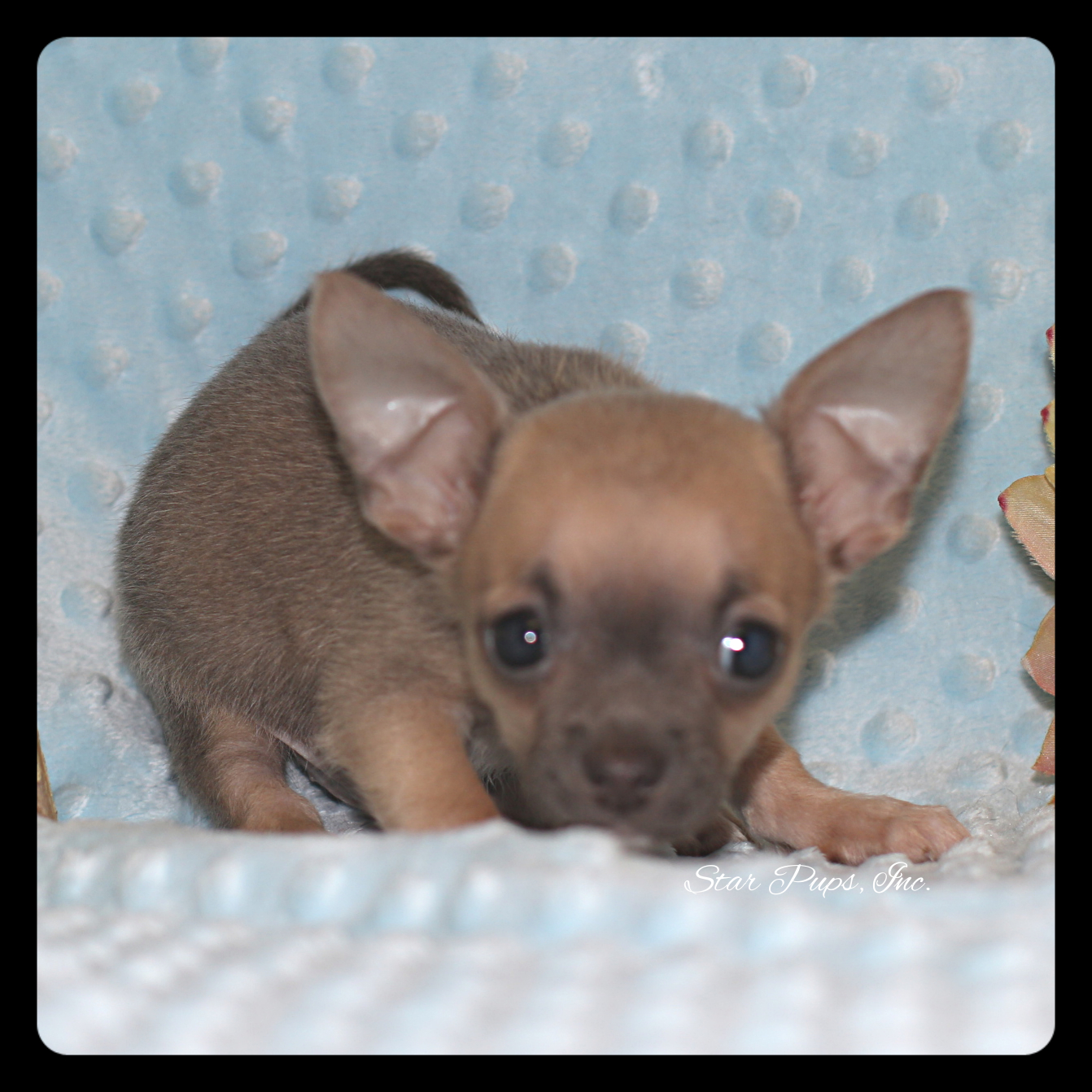 Chihuahua M Blue Fawn – Sold | Star Pups
