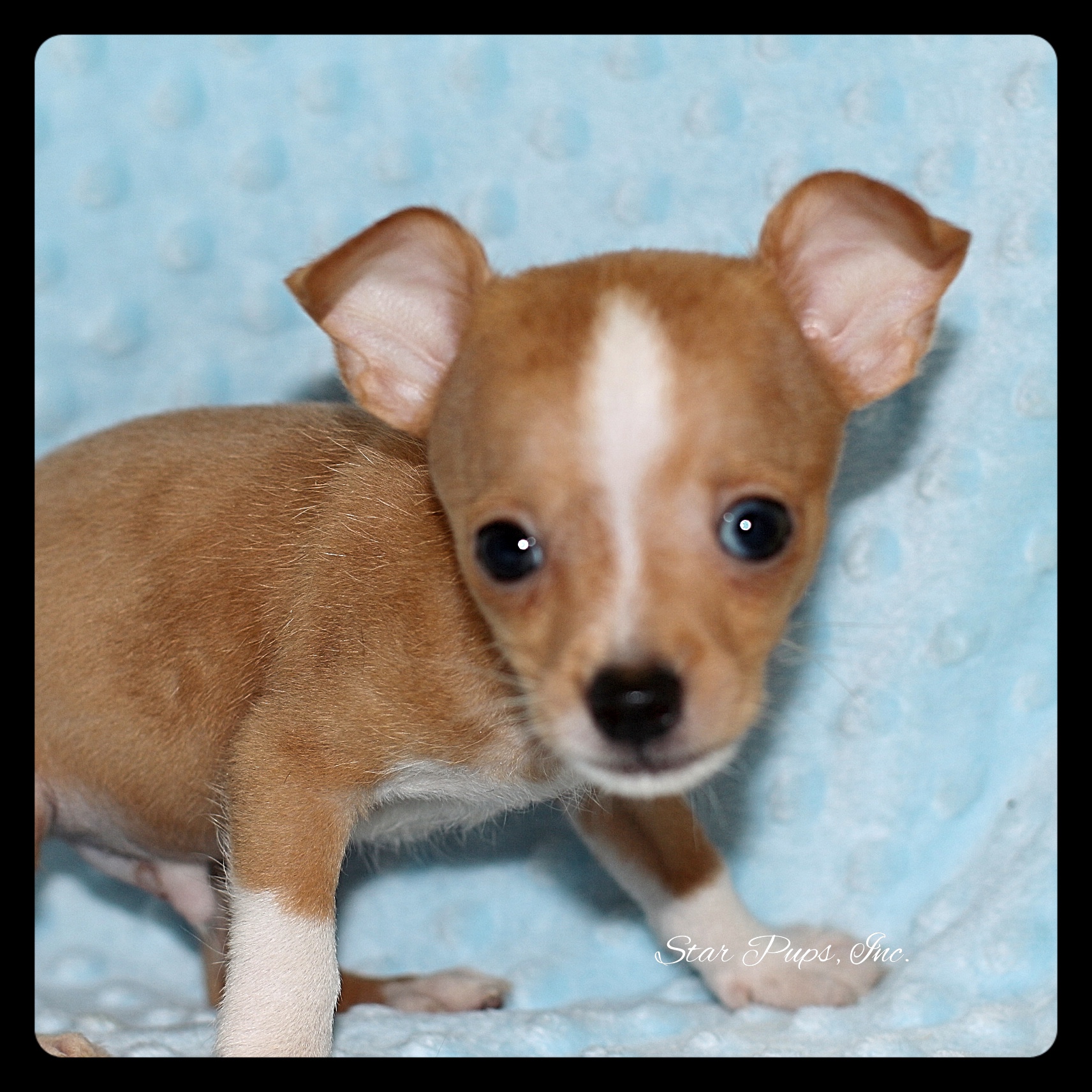 Chihuahua M Fawn – Sold | Star Pups
